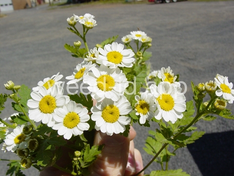feverfew